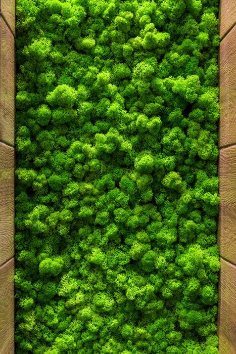 Fototapete Dekorativer grüner Moos