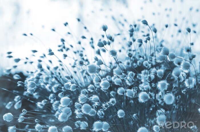 Fototapete Dekoratives Gras auf blauem Foto