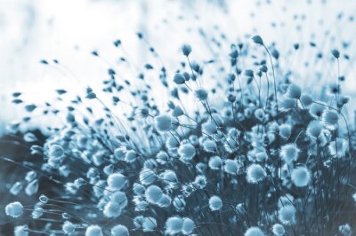 Fototapete Dekoratives Gras auf blauem Foto