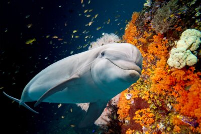 Delfin auf einem Korallenriff Hintergrund