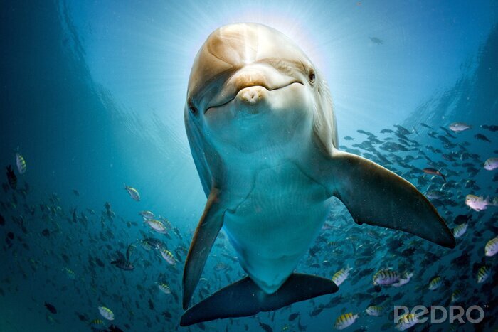 Fototapete Delfin aus nächster Nähe