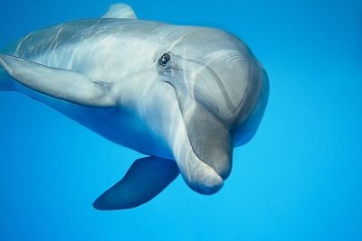 Delfin im Wasser beim Schwimmen