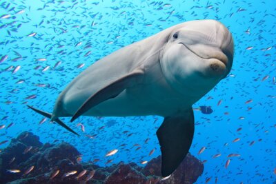 Delfin inmitten eines Schwarmes