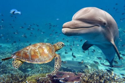 Fototapete Delfin Meeresschildkröte und Korallenriff