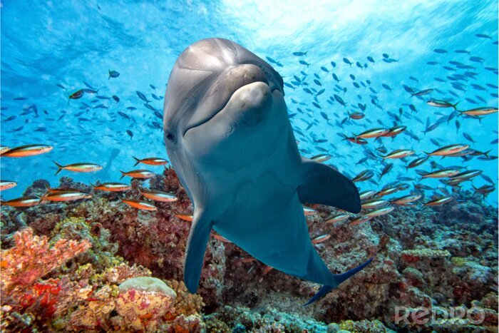 Fototapete Delfin und Korallenriff