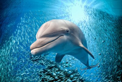 Delfin und Meer und Fischschwarm