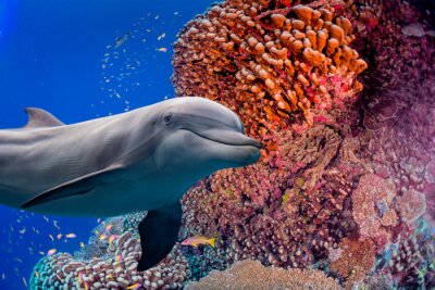 Delfin und Meer und Korallenriff