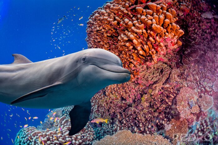 Fototapete Delfin und Meer und Korallenriff