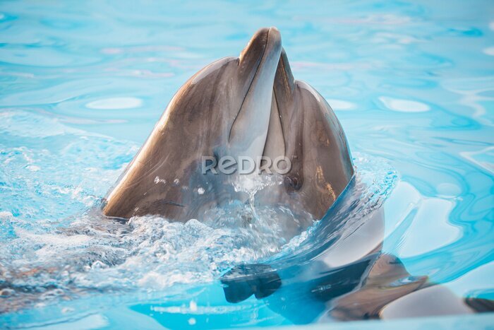 Fototapete Delfine kuscheln