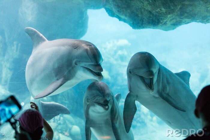 Fototapete Delfine vor dem Hintergrund des Korallenriffs