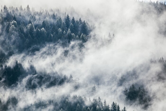 Fototapete Dense morning fog in alpine landscape with fir trees and mountains. 