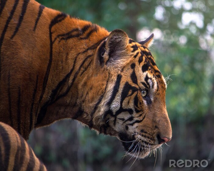 Fototapete Der bengalische tiger im wald
