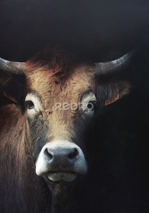 Fototapete Der Blick einer Kuh