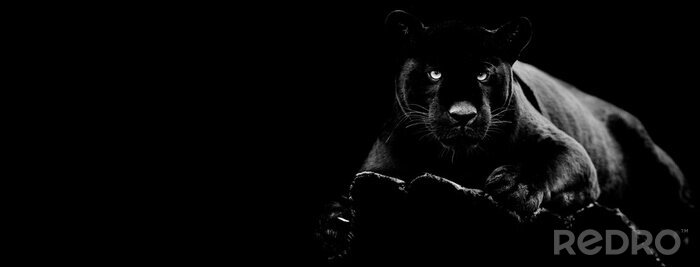 Fototapete Der schwarze Panther auf dunklem Hintergrund