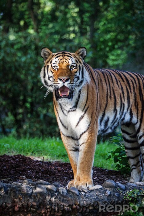 Fototapete Der sibirische tiger im grünen