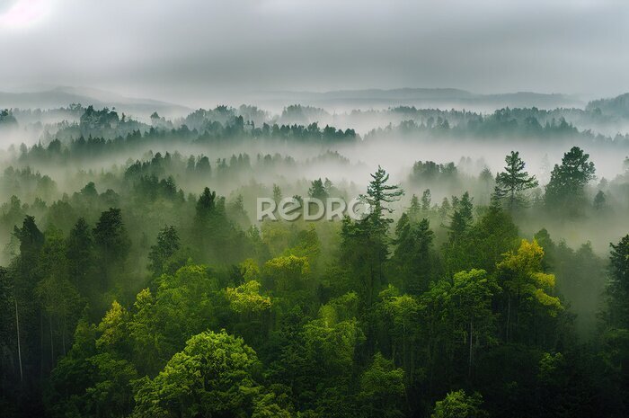 Fototapete Der Wald aus der Vogelperspektive