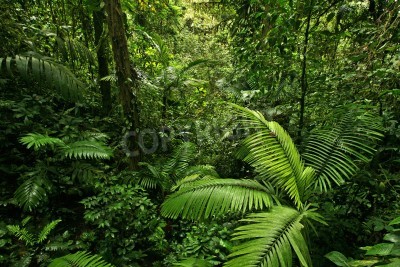 Fototapete Dichte Natur im Dschungel