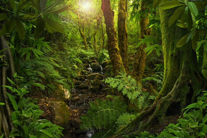 Fototapete Dichte Vegetation im Dschungel