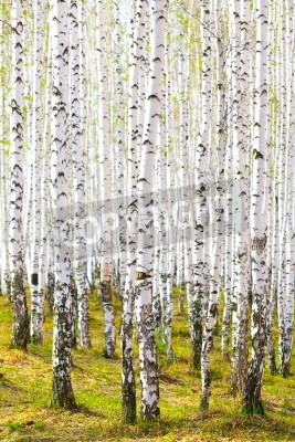 Fototapete Dichter Birkenwald