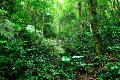 Fototapete Dichter grüner Dschungel