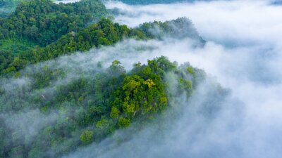 Dichter grüner Wald in einem Nebelschleier
