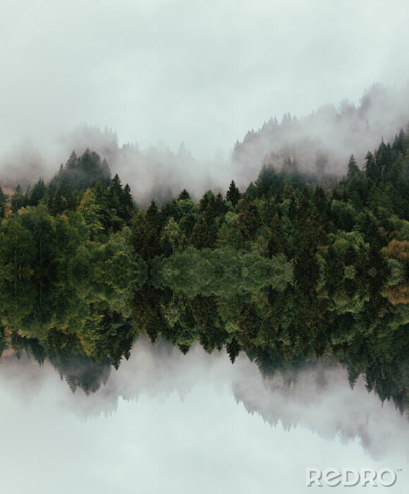 Fototapete Dichter Nebel über dem Wald schwebend