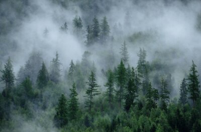 Fototapete Dichter nebel und bäume