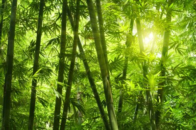 Fototapete Dichter Wald mit Bambussen