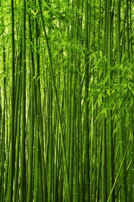Fototapete Dichter Wald voller Bambusse