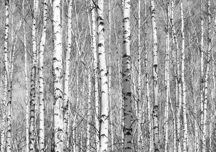 Fototapete Dichtes Birkenwäldchen