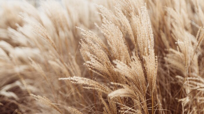 Fototapete Dicke Wildgräser