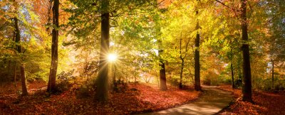 Die Farben des Herbstes in der untergehenden Sonne