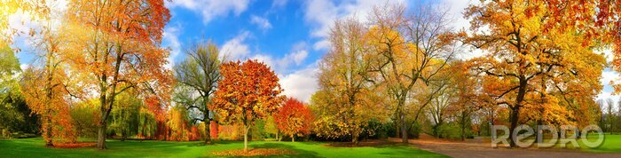 Fototapete Die Farben des Herbstes in einem malerischen Park