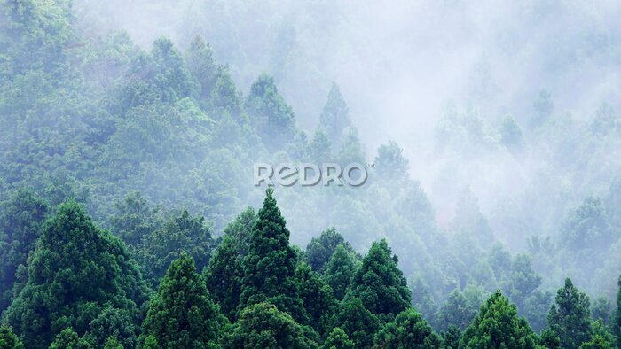 Fototapete Die Gipfel des grünen Waldes