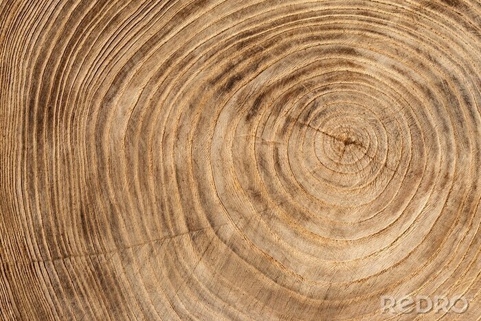 Fototapete Die Ringe des Baumstumpfes