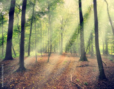 Fototapete Die Sonne fällt in den Wald