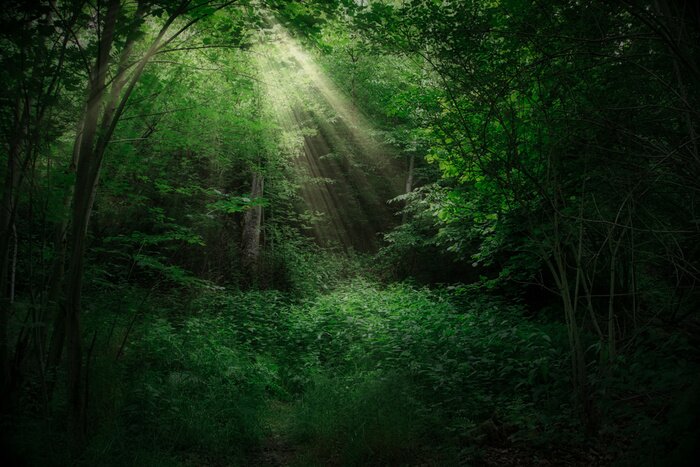 Fototapete Die Sonnenstrahlen zwischen den Ästen der Bäume