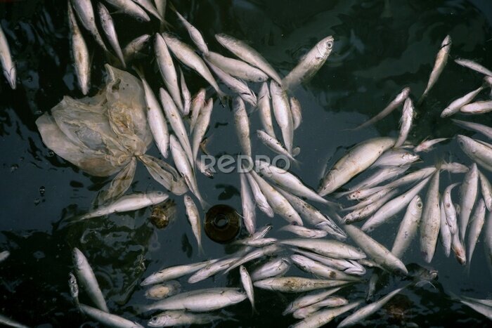 Fototapete Died fish in polluted sea water, contamination