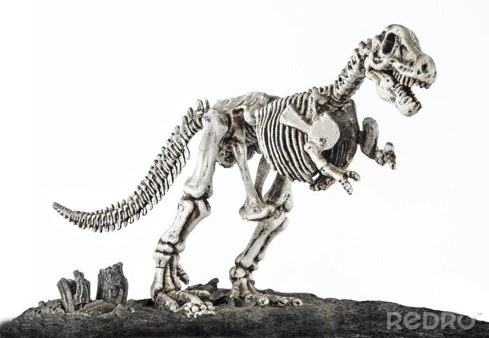 Fototapete Dinosaurierskelett auf weißem Hintergrund
