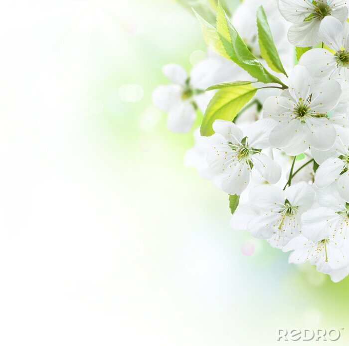 Fototapete Dolde von weißen Blumen