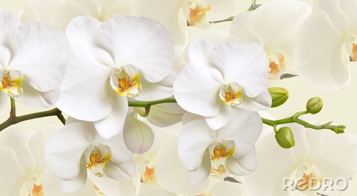 Fototapete Dolden von weißen Orchideen