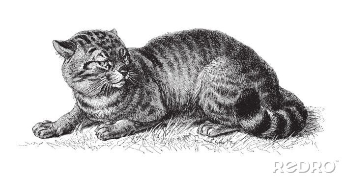 Fototapete domestic cat (Felis catus) / vintage illustration from Meyers Konversations-Lexikon 1897