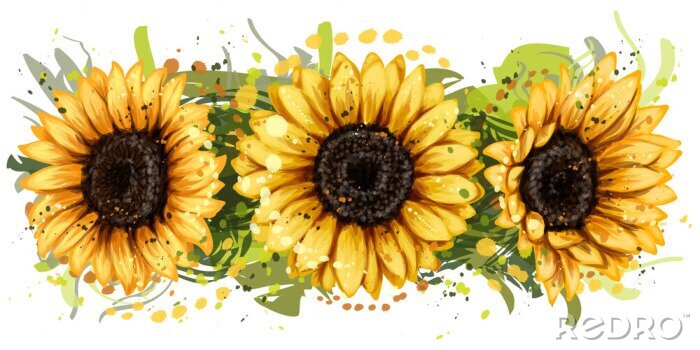 Fototapete Drei Aquarell-Sonnenblumen