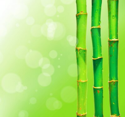Drei Bambussprossen