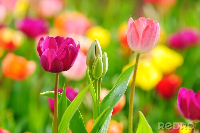 Fototapete Drei Blumen im Vordergrund