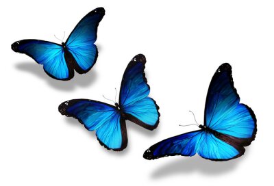 Fototapete Drei dunkelblaue Schmetterlinge