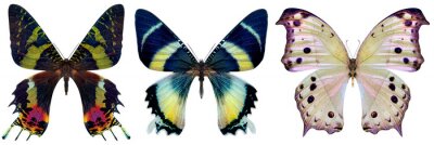 Drei exotische Schmetterlinge in auffälligen Farben