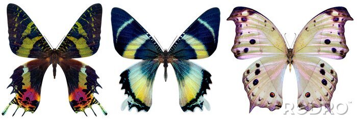 Fototapete Drei exotische Schmetterlinge in auffälligen Farben