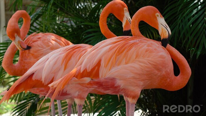Fototapete Drei flamingos im zoo