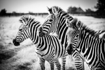 Fototapete Drei gestreifte Zebras